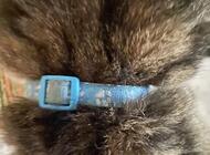 Grajewo ogłoszenia: Znaleziono kota, okolice ul 11 listopada, ma obrożę, może komuś... - zdjęcie