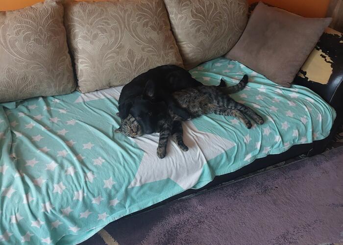 Grajewo ogłoszenia: Mam na oddanie 8 miesięcznego psa. Jest spokojny, niegroźny...