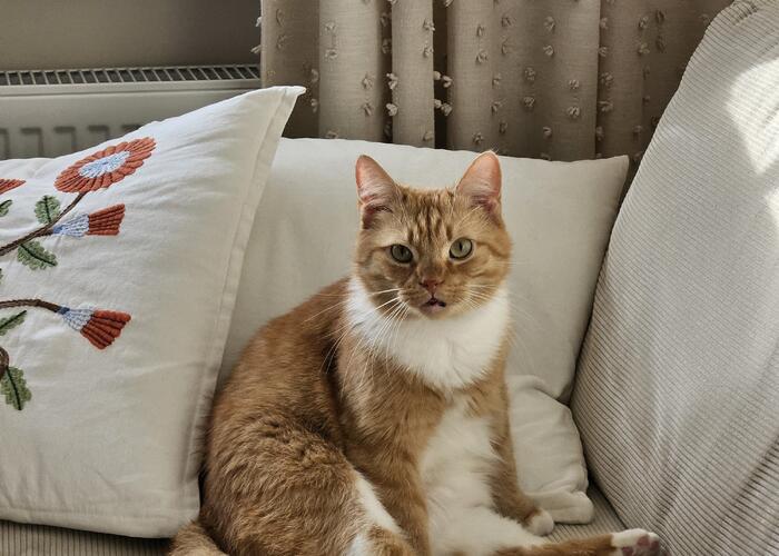 Grajewo ogłoszenia: W dniu 27.12.2025 ok. 8:30 na ulicy Miłej zaginął kot. Nazywa...